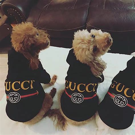 gucci pet kids|Gucci clothes for dog.